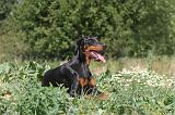 DOBERMANN 582